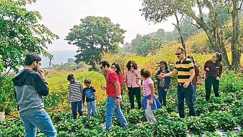 पर्यटकांकडून थेट शेतातून स्ट्रॉबेरीची खरेदी