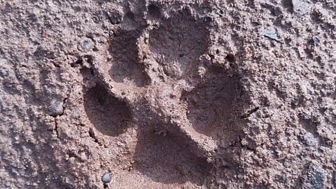 rumors of leopards coming in kolhapur