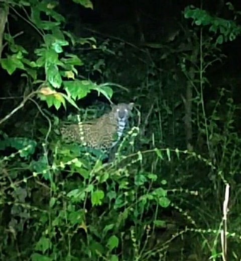  Leopards were spotted in Morle-Ghotgewadi area of ​​Sindhudurg district