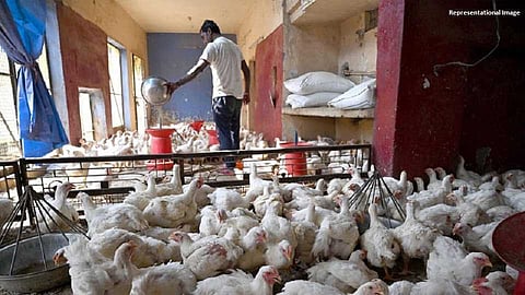 This is news for chicken eaters, poultry owners