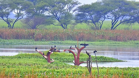 birds are arriving.jpg