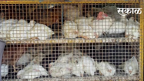 चिकनच्या भावात विक्रमी घसरण;अनेक ठिकाणी व्यापारपेठा बंद