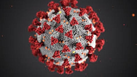 Report of negative Corona infected patient in Sindhudurg  kokan marathi news