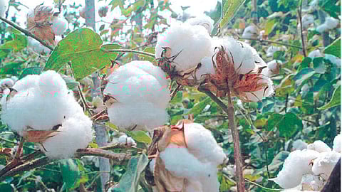 Cotton production will increase by twenty-five percentage this year