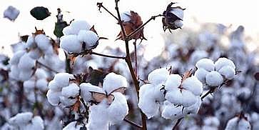 cotton.