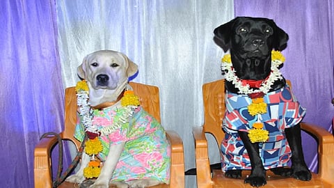 sangli gagane family dog marriage