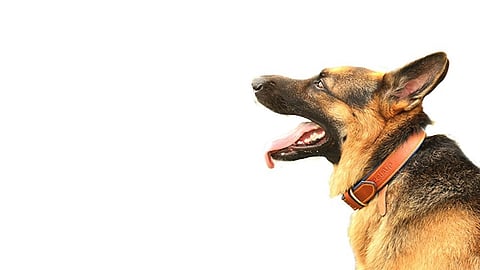 stray dog will be identified by the yellow stripe