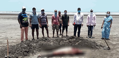 two dead dolphins found in  Palande Dapoli taluka ratnagiri