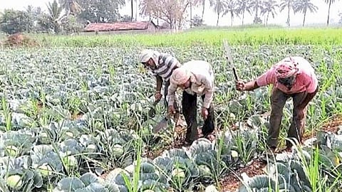 shirol taluka farmers depressed cabbage destroy in farming agriculture marathi news