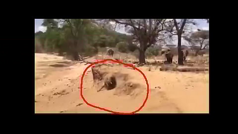 elephant viral video on twitter shared by ifs officer parveen kaswan goes viral