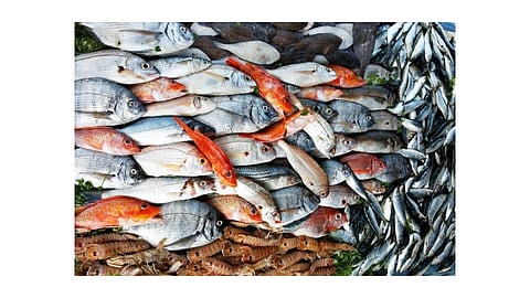 nanar project kokan devlopment kokan marathi news