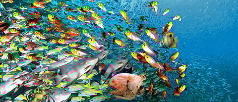 climate change Impact fish ocean konkan sindhudurg