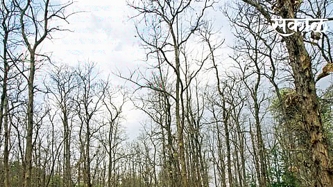 पन्ना... 'भगीरथप्रयत्नां';ची कहाणी