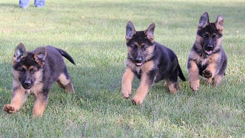 german shepherd