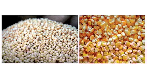 जळगाव जिल्ह्यातील बळिराजाला 400 कोटींचा फटका