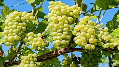 Grape pruning is completed on only 15 per cent