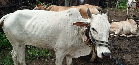 Entry of Lumpy Skin Disease in Vidarbha after Marathwada