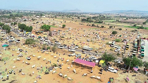 Kharsundi was covered with animals for a distance of one kilometer