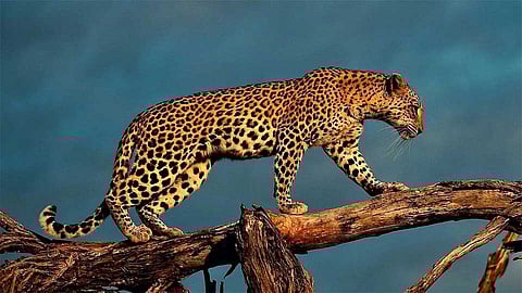 Two Domestic Animals Dead In Leopard Attack In Chaphavali 