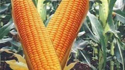 Purchase of maize at Pandharpur was delayed again
