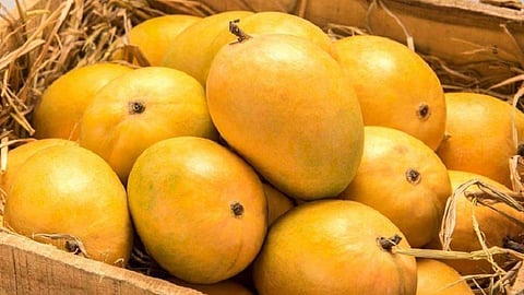 mango season and hapus mango postponed for this year in ratnagiri chiplun