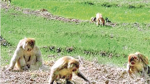 म्हसळा : शहरात माकडांनी हैदोस मांडला असून बागशेतीचे प्रचंड नुकसान करत आहेत.