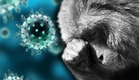 monkey fever case in sindudurg district kokan martahi news