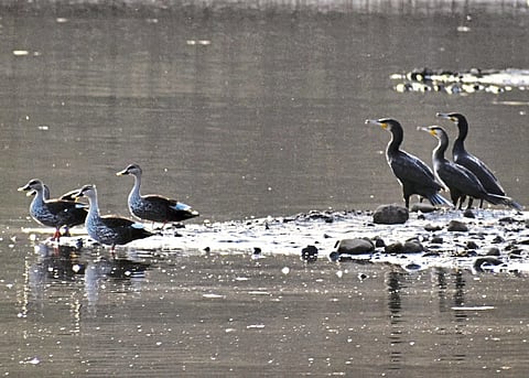 patur in akola district.jpg