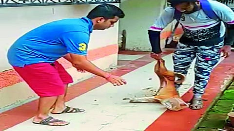 पेण : कुत्र्याच्या डोक्‍यात अडकलेली प्लास्टिक बरणी काढताना प्राणिमित्र.