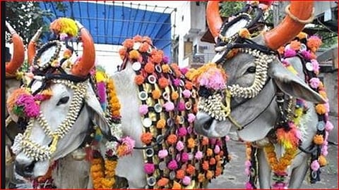Farmers are getting ready to celebrate Pola Festival 