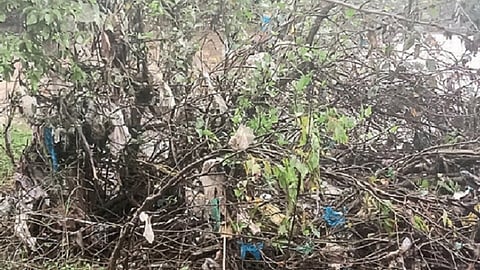 माणगाव : नदीच्या तीरावर झुडपांमध्‍ये साठलेला प्लास्टिकचा कचरा.