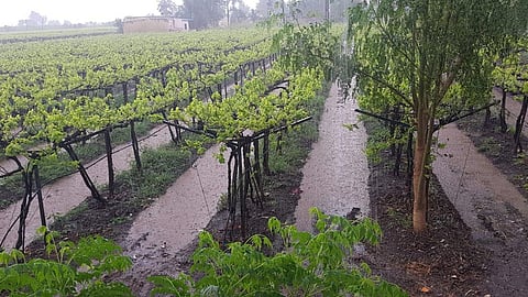 Satara Latest Rain News