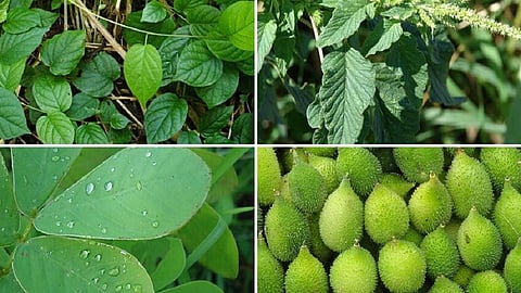 various vegetables newly grow in mountain area and help us to increase immunity power