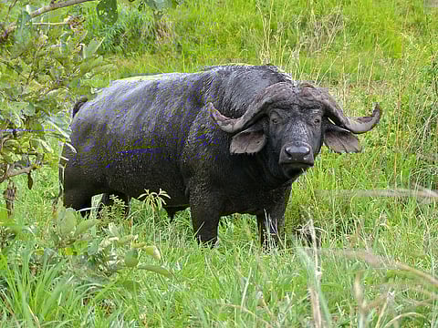 ranmhais