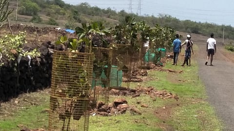 Active Friends Activities Planting of 300 saplings along the road in ratnagiri