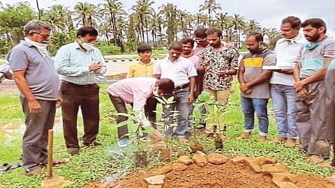 Rare 1000 trees planted on Mumbai-Goa highway