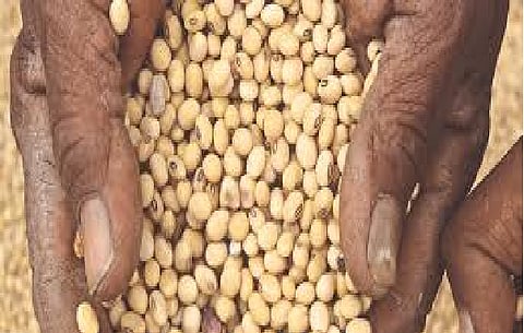only 1800 farmers registered for soybean selling in yavatmal   