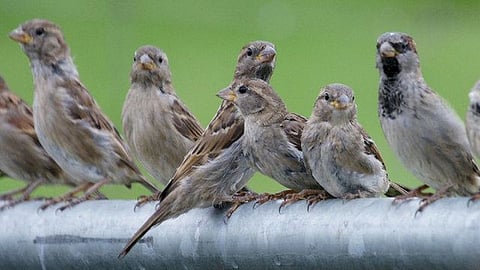 sparrow.jpg