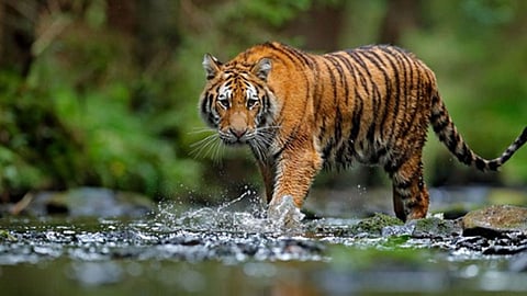 tiger