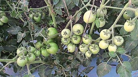 tomatoes