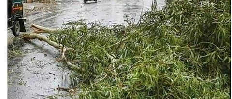 झाडाखाली गप्पा मारणाऱ्या महिला फांदीखाली आल्या अन्...