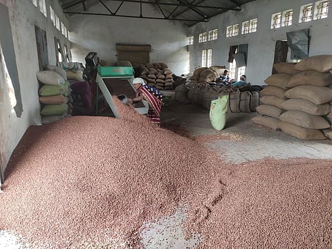 No graders for fear of corona, staff of the buying-selling team decides quality of tur, chana