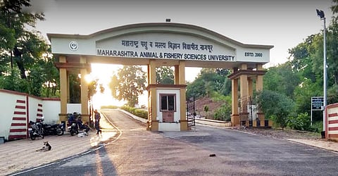 Akola Marathi News Good news for farmers, the experiment was successful; Veterinarians will now decide whether to breed females or males!
