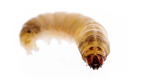 धक्कादायक! क्वारंटाइन सेंटरमधील नाश्‍त्यात सापडल्या अळ्या, कुठे घडला हा प्रकार वाचा 