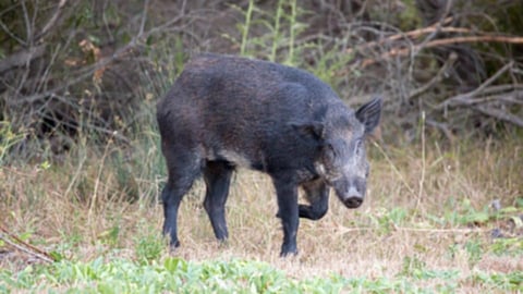 नाणे मावळात रानडुक्करांचा दोघांवर हल्ला; शेतीचे नुकसान 