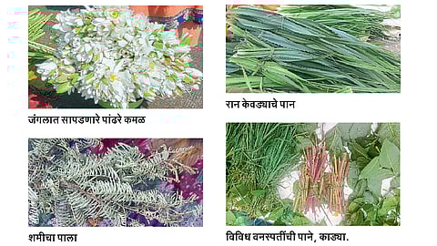 wild-plant