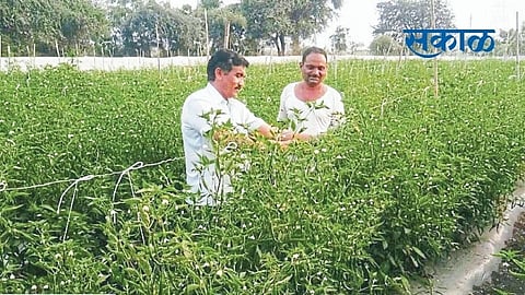 yeola success chillies.jpg