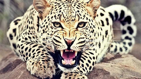 2 pet animals attacked by leopard in Tivasa in Amravati district 