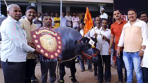 Nutan Patil Buffalo Wins In Gadhinglaj Competition 
