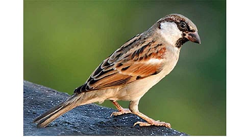 #WorldSparrowDay चिऊताई आली अंगणी 